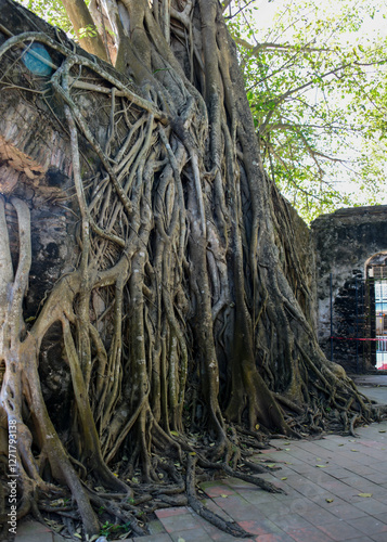 Obraz na płótnie Old building with tree growing against the wall in La Antigua Mexico w salonie