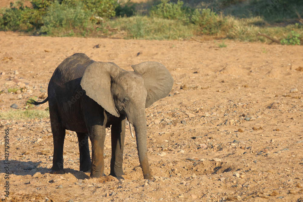 Fototapeta premium Afrikanischer Elefant / African elephant / Loxodonta africana