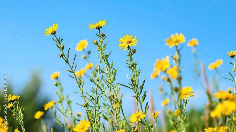Vibrant Yellow Wildflowers Against a Clear Blue Sky Vibrant Yellow Wildflowers Against a Clear Blue Sky