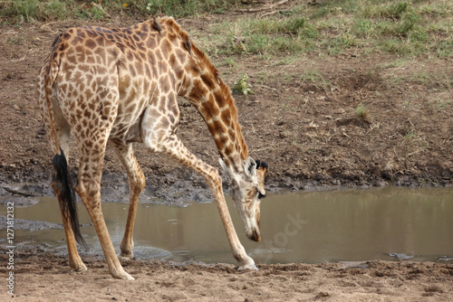 Photography Giraffe / Giraffe / Giraffa camelopardalis