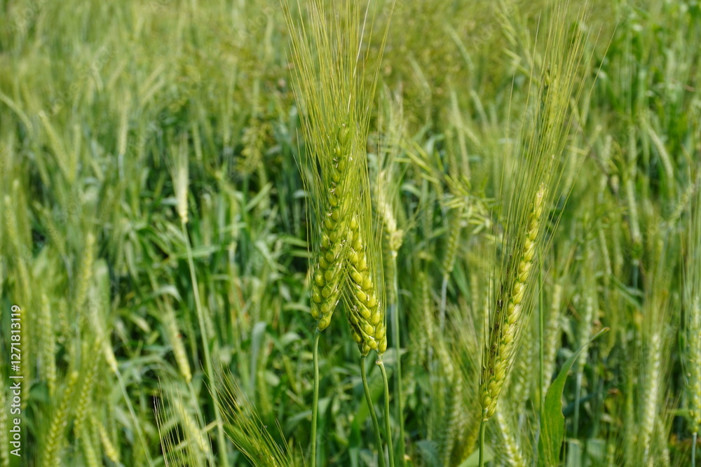 The flowerhead of wheat grain plant in close up with a blurry background The flowerhead of wheat grain plant in close up with a blurry background