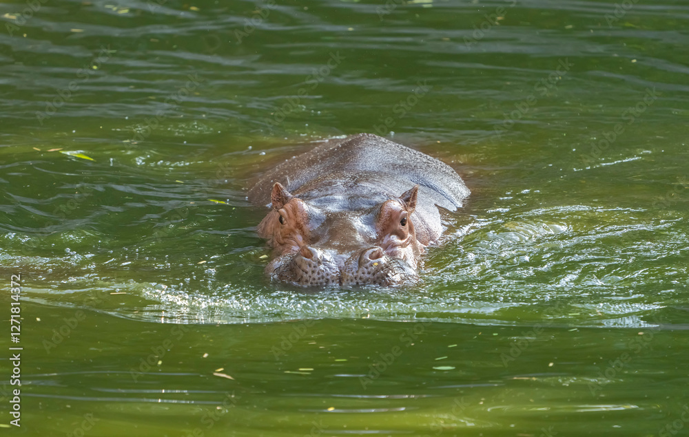 Fototapeta premium huge adult hippo while swiming in the park