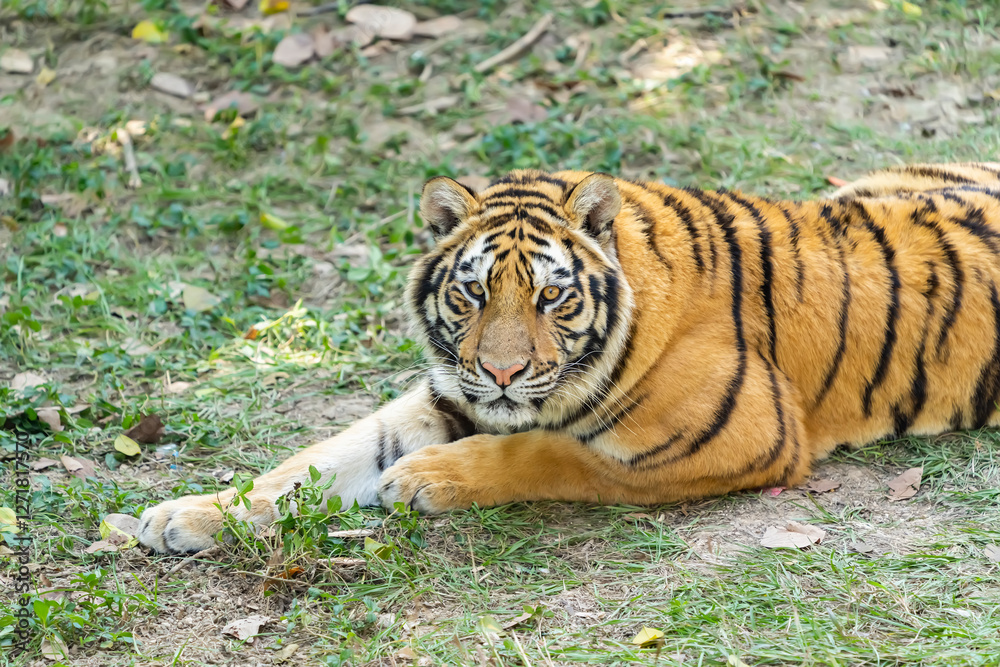 Obraz premium Portrait of tigers in their natural habitat