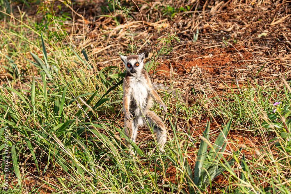 Fototapeta premium Ring tailed lemur on the move