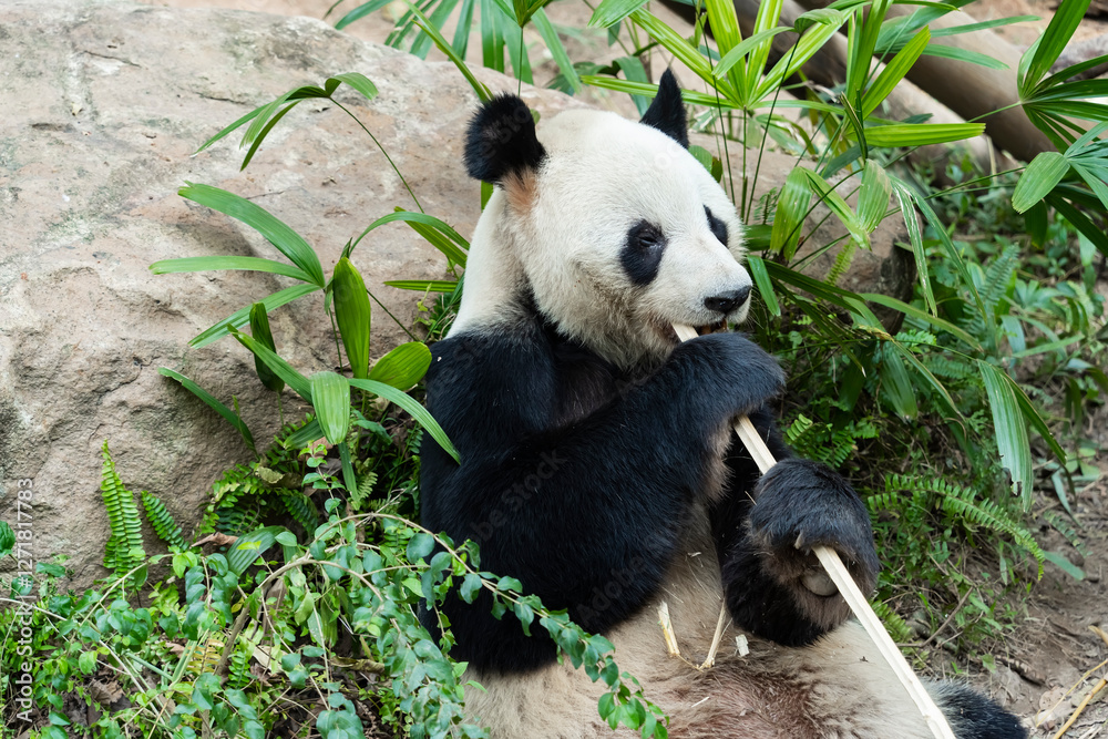 Obraz premium Panda eating shoots of bamboo. Rare and endangered black and white bear.