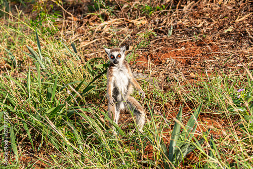 Ring tailed lemur on the move