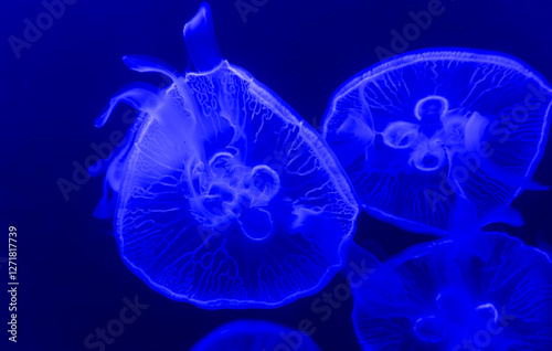 Moon jellyfish or aurelia aurita in marine aquarium with blue backlight photo