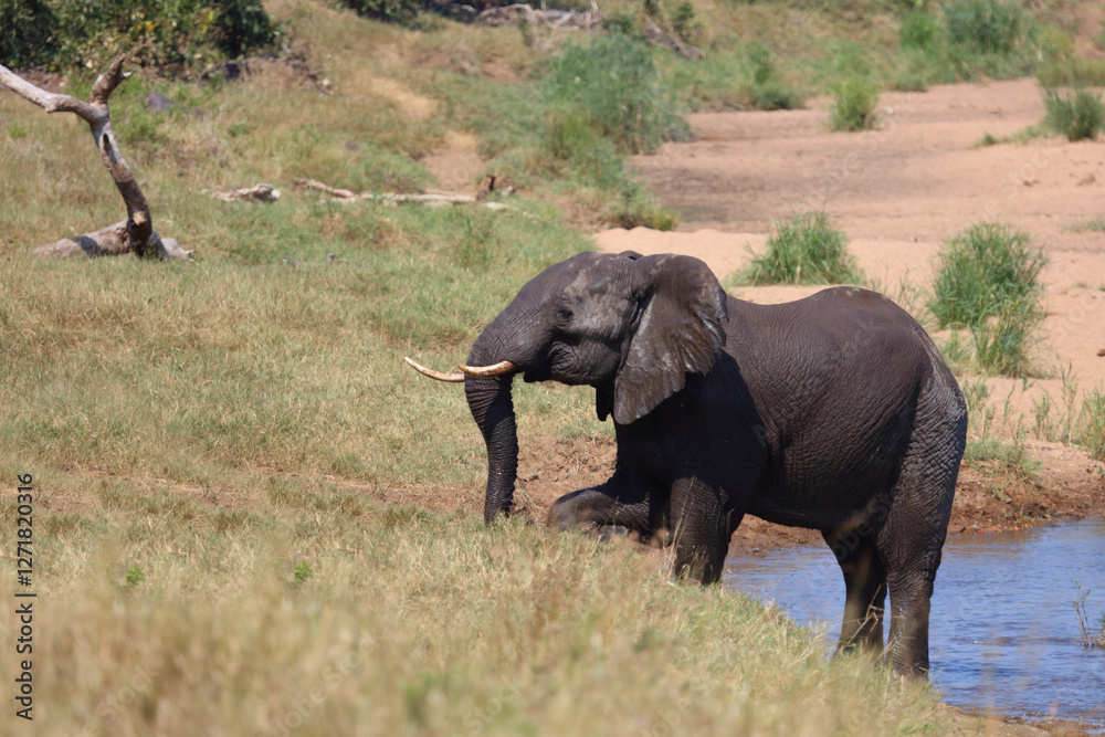 Fototapeta premium Afrikanischer Elefant / African elephant / Loxodonta africana