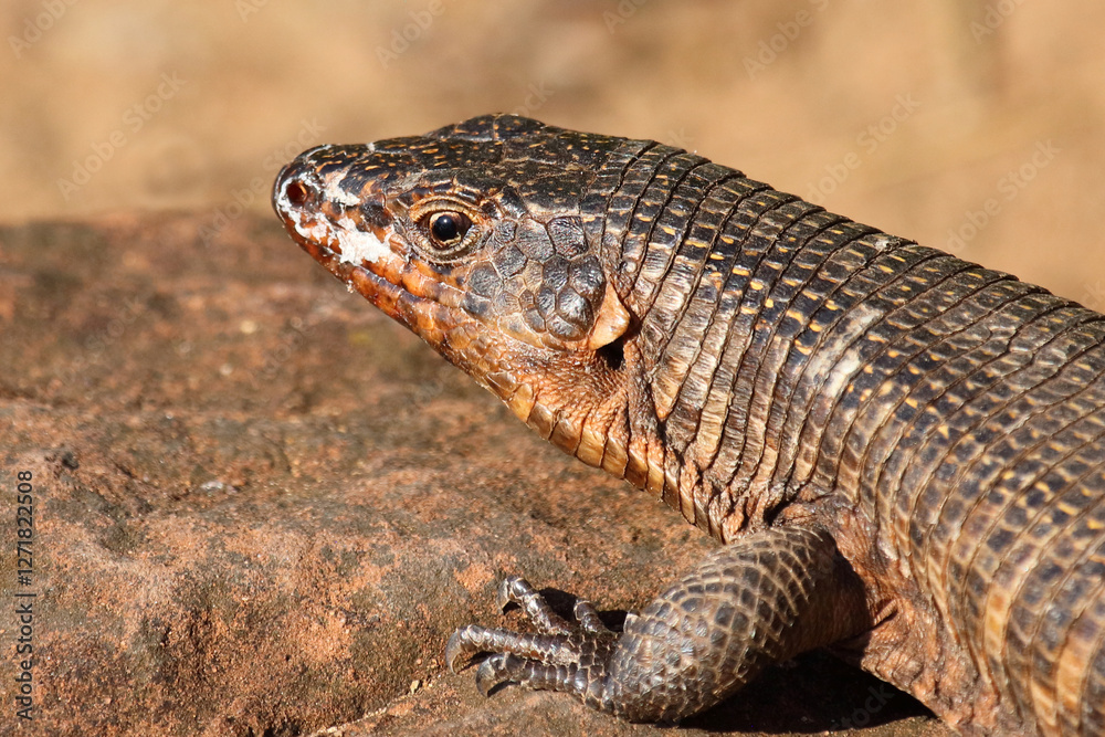 Felsen-Schildechse / Giant plated lizard / Matobosaurus validus Felsen-Schildechse / Giant plated lizard / Matobosaurus validus