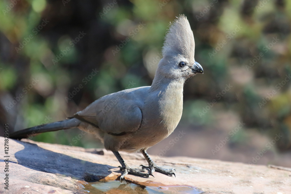 Graulärmvogel / Grey lourie or Grey go-away-bird / Corythaixoides concolor Graulärmvogel / Grey lourie or Grey go-away-bird / Corythaixoides concolor