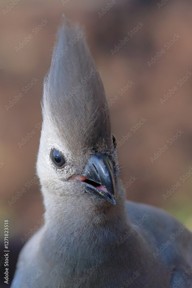 Naklejka premium Graulärmvogel / Grey lourie or Grey go-away-bird / Corythaixoides concolor