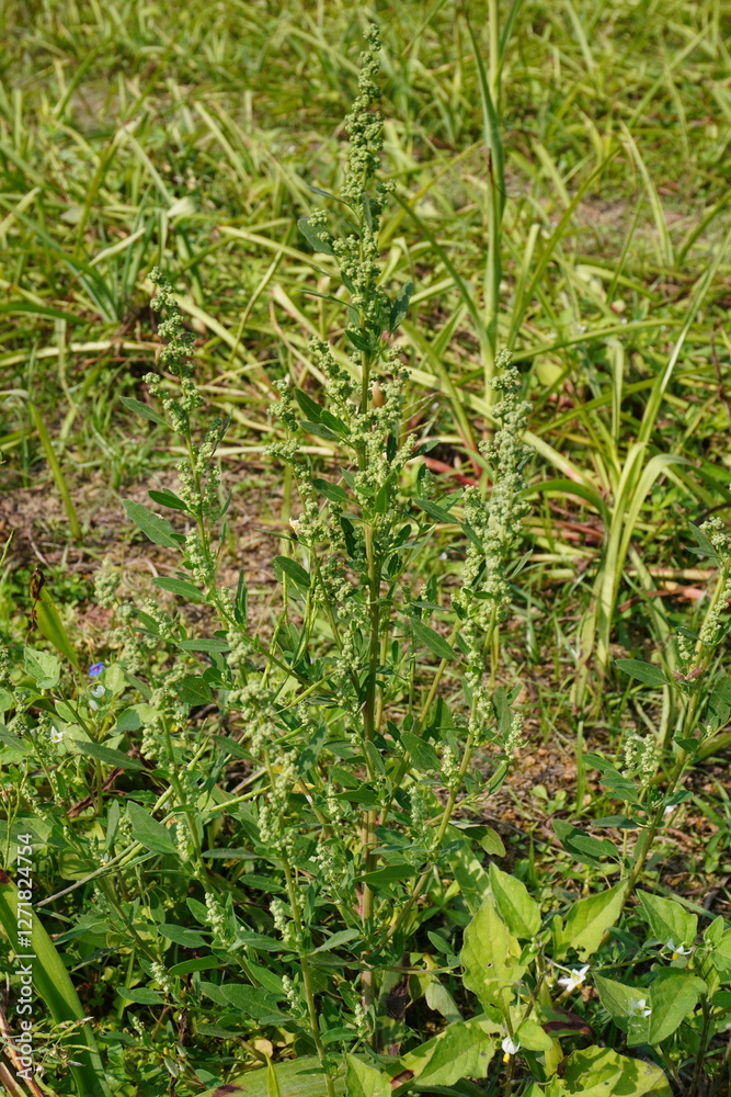 Chenopodium album commonly known as white goosefoot with its flowerheads on the ground Chenopodium album commonly known as white goosefoot with its flowerheads on the ground