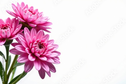 Close-up of delicate pink blossoms against a bright white background, showcasing the intricate details of the flower petals and their vibrant hue.