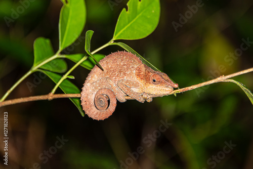 Photos Blue legged Chameleon discovered at night