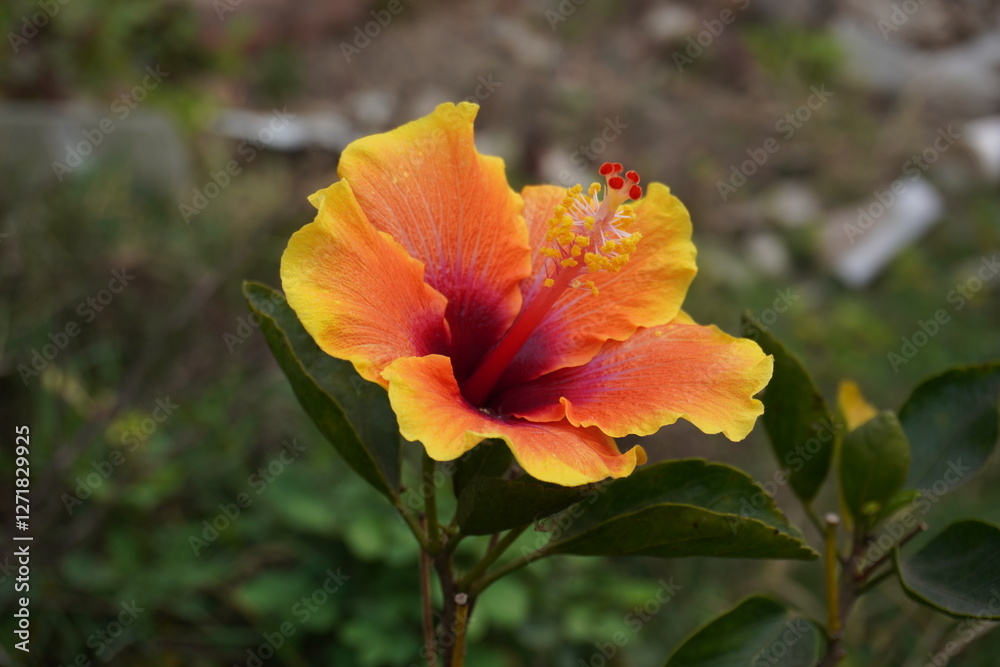 The yellow hibiscus flower is blooming on the plant in close up with a blurry background The yellow hibiscus flower is blooming on the plant in close up with a blurry background