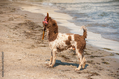 Hunting Dog Holding a Stick in Its Mouth on the Seashore