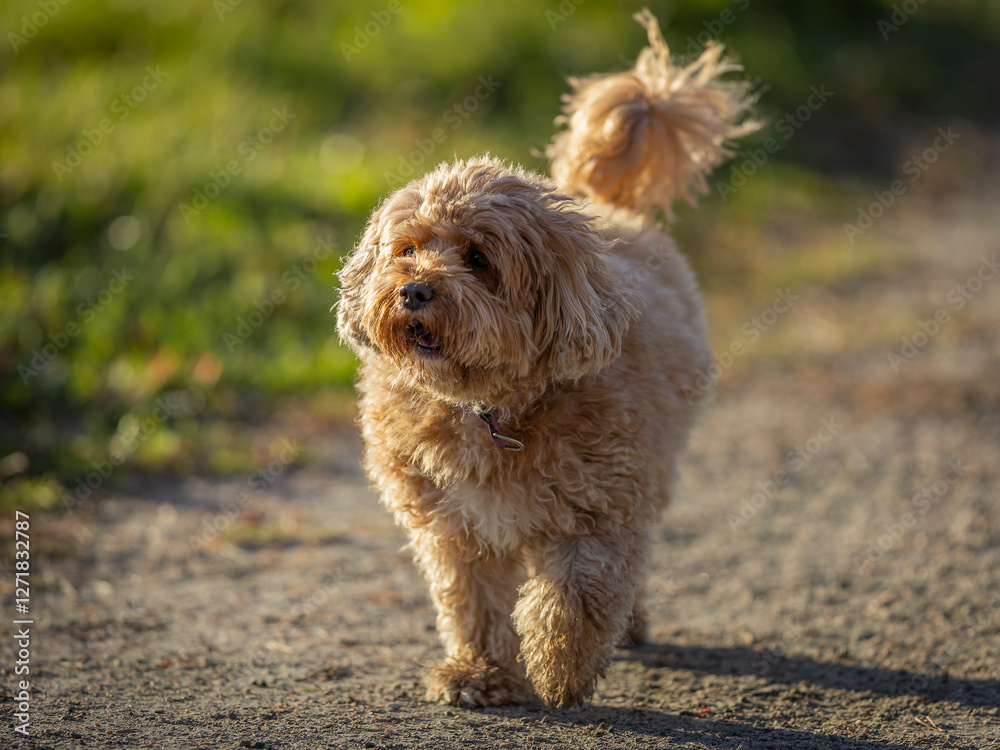 The Cavapoo (American English) or Cavoodle (Australian English) is a crossbreed of a Cavalier King Charles Spaniel and a Poodle. The cavapoo is speculated to have been first bred by designer dog breed The Cavapoo (American English) or Cavoodle (Australian English) is a crossbreed of a Cavalier King Charles Spaniel and a Poodle. The cavapoo is speculated to have been first bred by designer dog breed