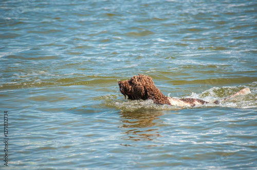 Hunting Dog Swimming with a Stick in Its Mouth