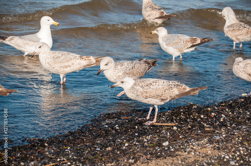 Seagulls Walking in Shallow Water on the Baltic Sea Shore
