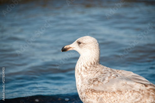 Fototapeta Naklejka Na Ścianę i Meble -  Seagulls Walking in Shallow Water on the Baltic Sea Shore