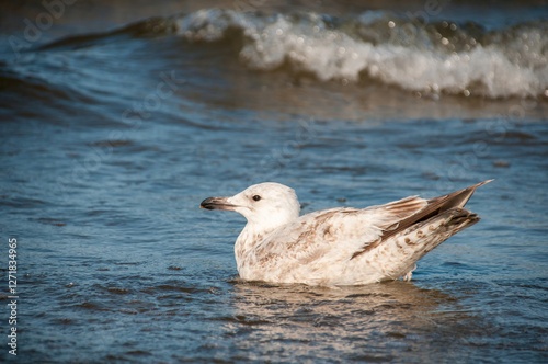 Fototapeta Naklejka Na Ścianę i Meble -  Seagulls Walking in Shallow Water on the Baltic Sea Shore