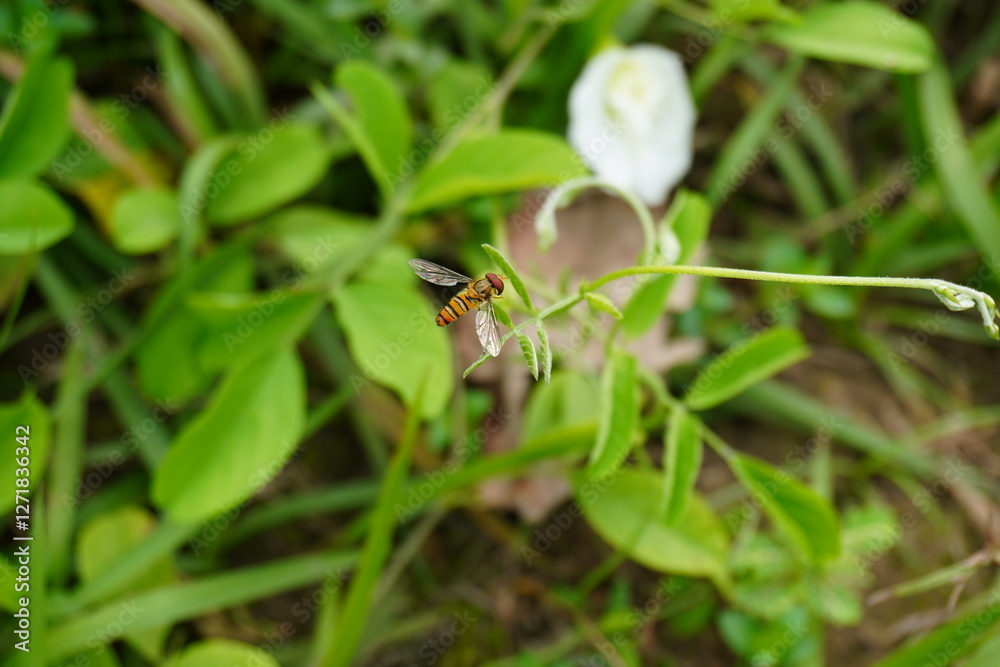 The hoverfly is sitting on the butterfly pea plant twig in close up with a blurry background The hoverfly is sitting on the butterfly pea plant twig in close up with a blurry background
