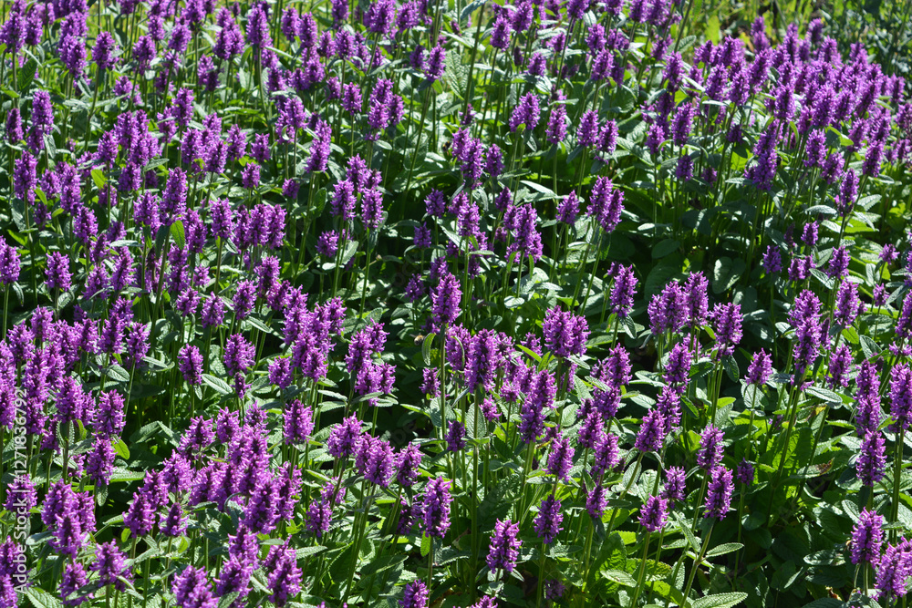 Naklejka premium Stachys monieri 