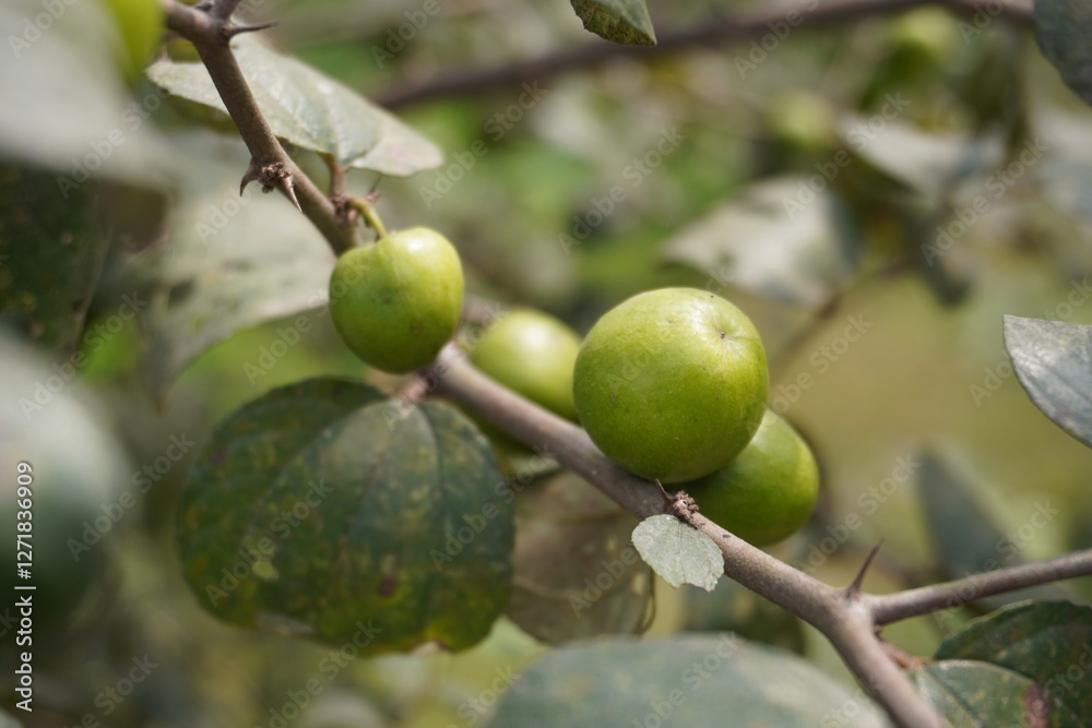 Ziziphus mauritiana also known as Indian jujube on the branch of the tree in close up with a blurry background Ziziphus mauritiana also known as Indian jujube on the branch of the tree in close up with a blurry background