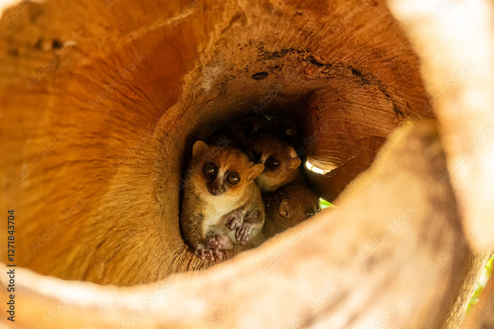 Fototapeta premium mouse lemurs hiding in a leaf