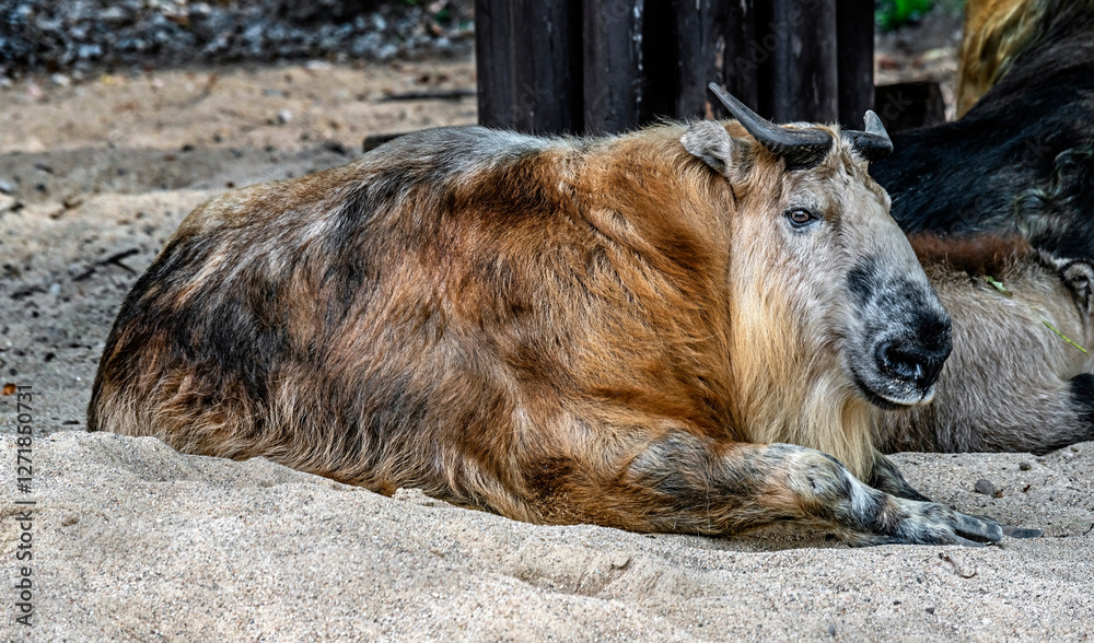 Fototapeta premium Takin on the sand.Latin name - Budorcas taxicolor 