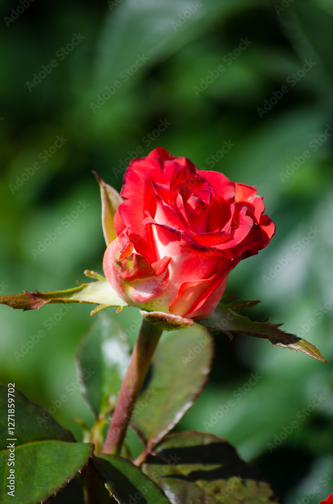 Rose Rose