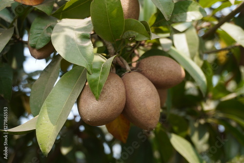 Sapodilla fruit, also widely known in India as Sapota or Chikoo in close-up