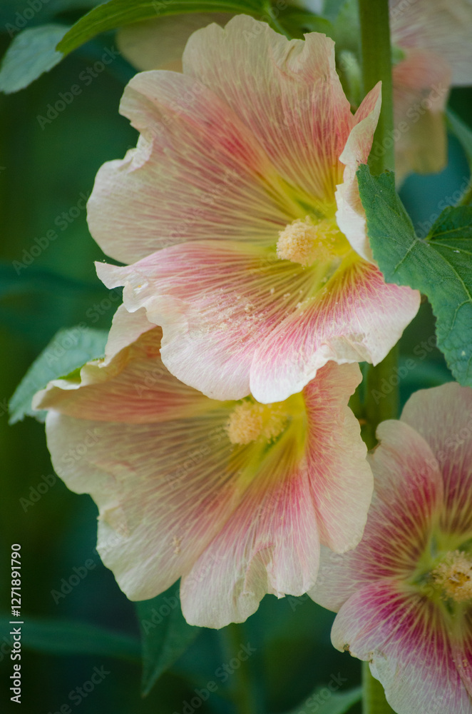 Malva Malva