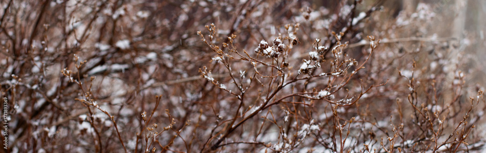 Bushes with no leaves covered with snow. Winter Bushes with no leaves covered with snow. Winter