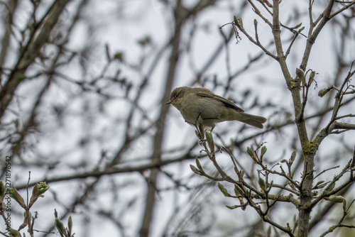 the common chiffchaff phylloscopus collybita perched in a tree with sky in the background photo