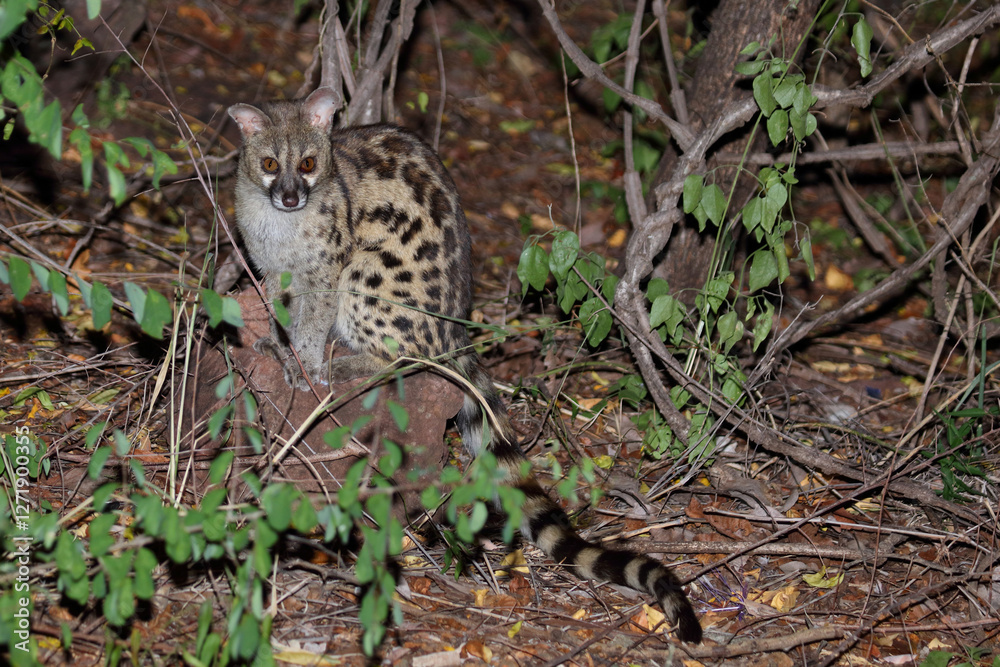 Südliche Großfleck-Ginsterkatze / South African large-spotted genet / Genetta tigrina Südliche Großfleck-Ginsterkatze / South African large-spotted genet / Genetta tigrina