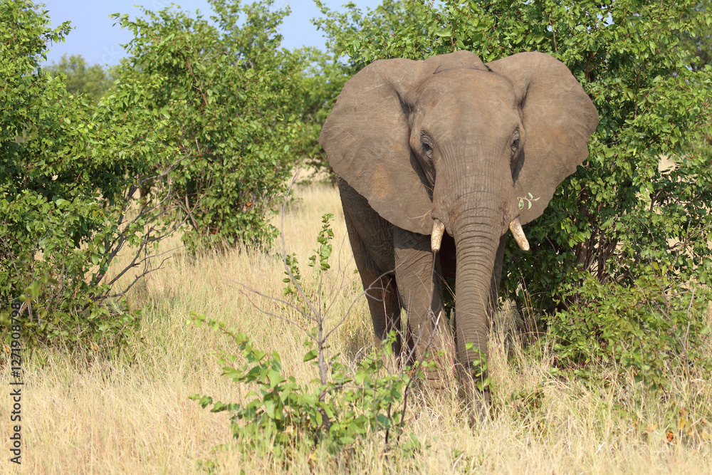 Obraz premium Afrikanischer Elefant / African elephant / Loxodonta africana