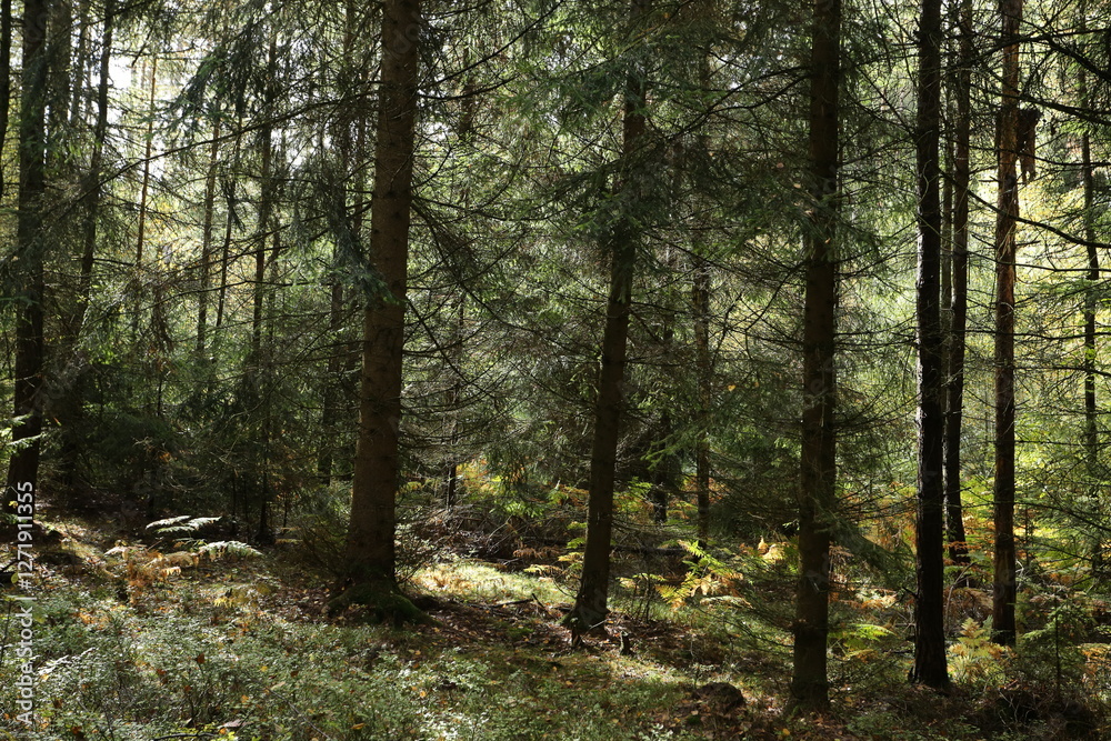 Fototapeta premium Luzicke hory view and forest