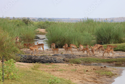 Schwarzfersenantilope / Impala / Aepyceros melampus photo