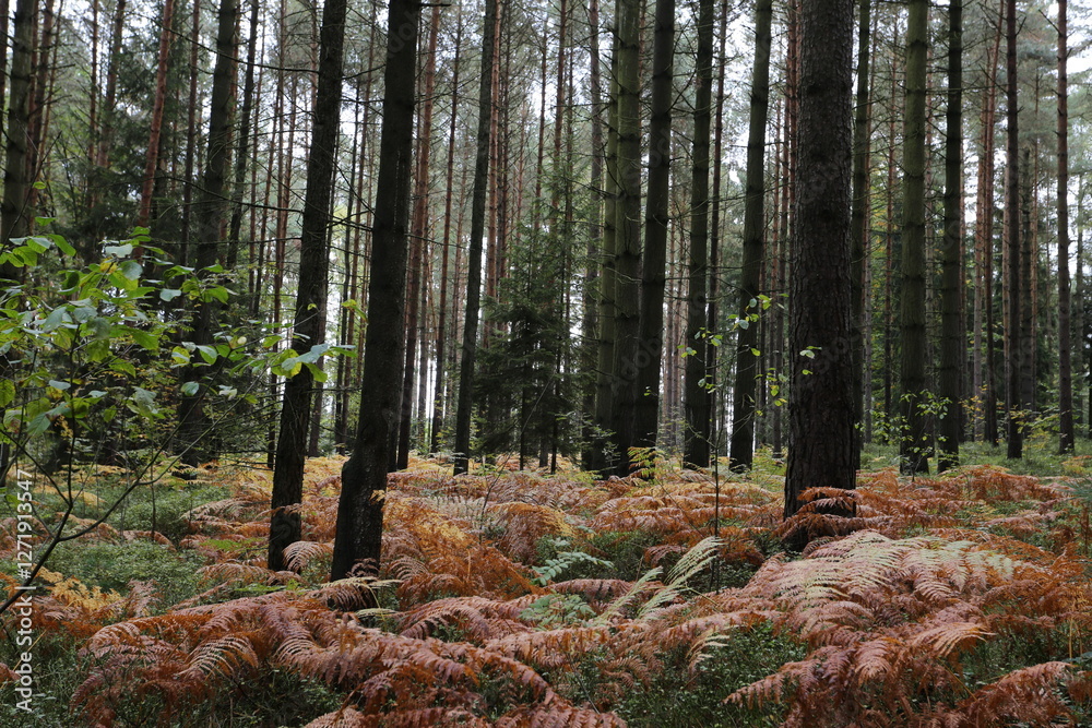 Fototapeta premium Forest bohemia czech republic luzicke hory