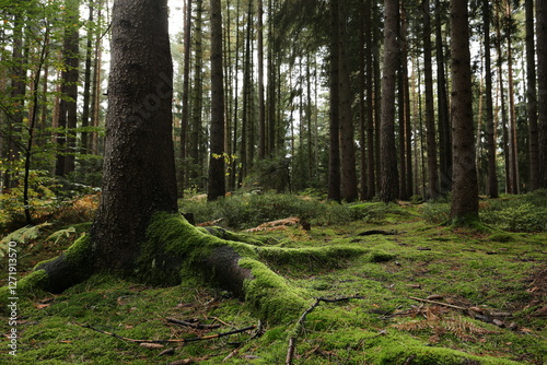 Forest bohemia czech republic luzicke hory