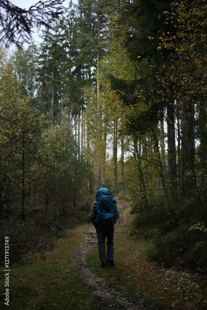 Fototapeta premium Forest bohemia czech republic luzicke hory