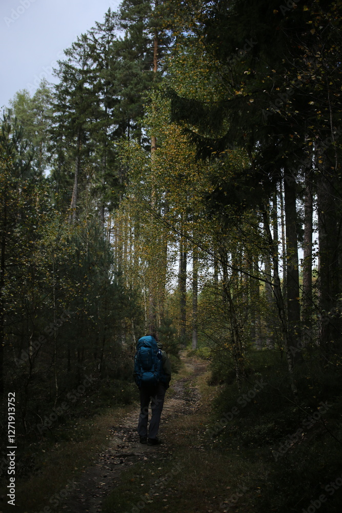 Forest bohemia czech republic luzicke hory Forest bohemia czech republic luzicke hory