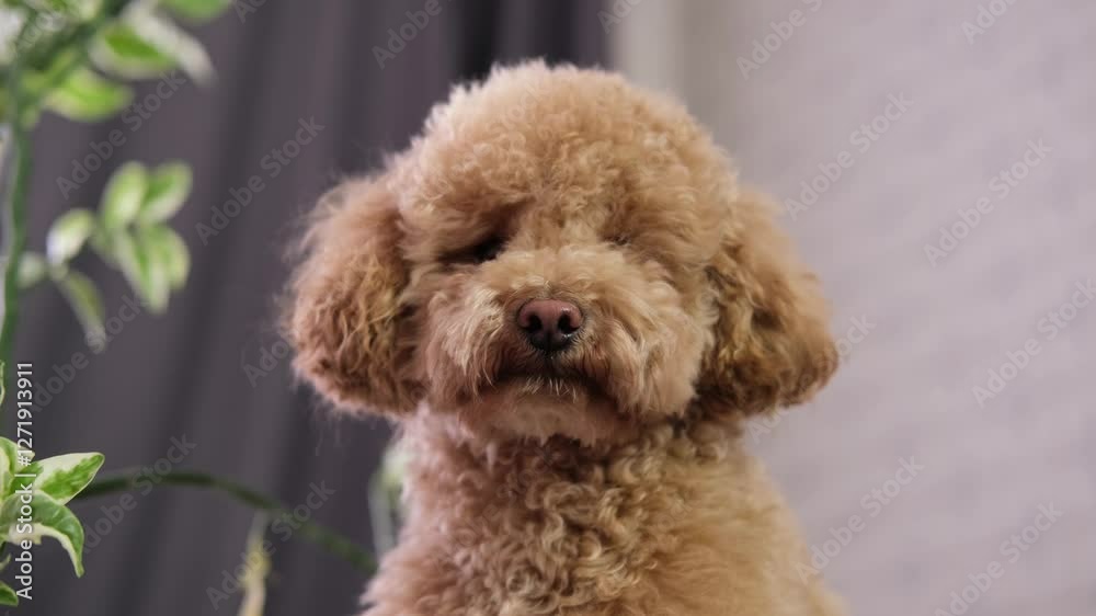 Cute brown poodle is sitting on couch. Pet concept.
Cute brown poodle is sitting on couch. Pet concept.