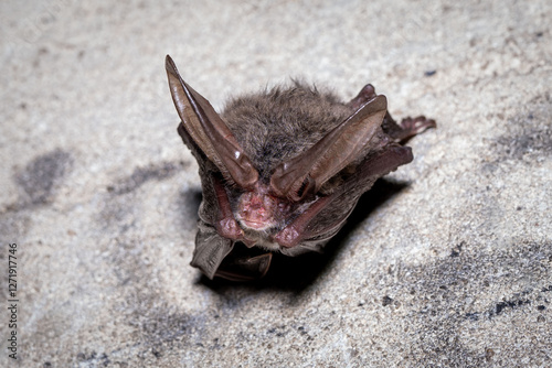 Rafinesque's big-eared bat