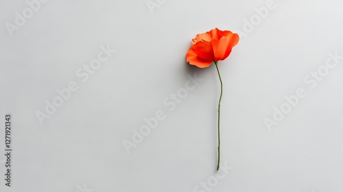 A vibrant orange poppy flower elegantly positioned against a minimalist white background, highlighting its delicate petals and slender stem.