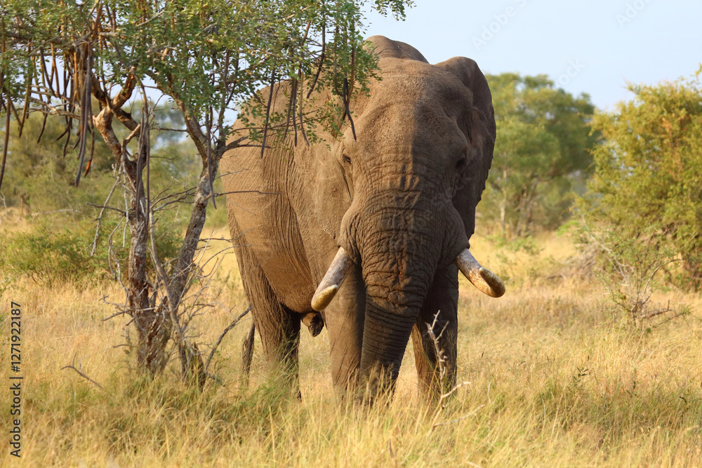 Fototapeta premium Afrikanischer Elefant / African elephant / Loxodonta africana