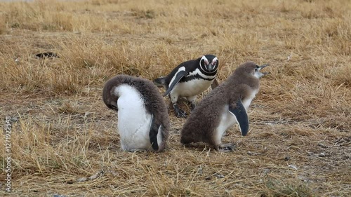Penguins on Magdalena Island or Isla Magdalena in the Strait of Magellan, in Chilean Patagonia. Magellanic penguin with babies near their burrows in the wild nature. Magellan penguins colony