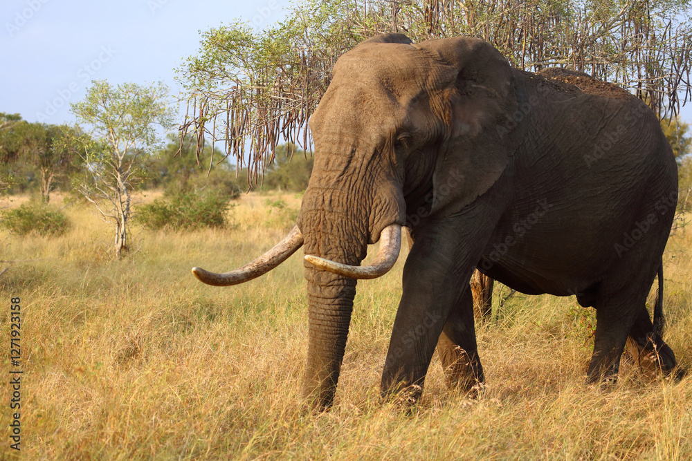 Fototapeta premium Afrikanischer Elefant / African elephant / Loxodonta africana..