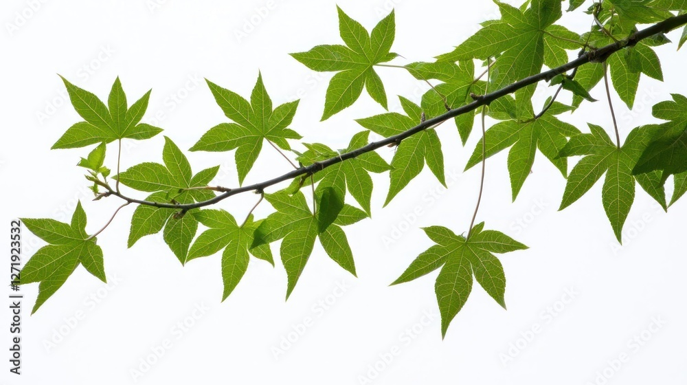 Green Maple Leaves on Branch Against White Background Green Maple Leaves on Branch Against White Background
